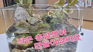 작은 옹달샘이 만들어졌어요  #테라리움 #terrarium