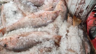 heera golden snapper fish information and price update karachi fisheries