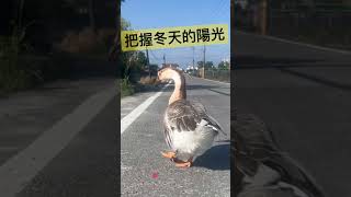 Enjoy the sunshine出太陽囉 把握一下冬天珍貴的陽光☀️🕶️ 出門散步曬太陽囉！🦢