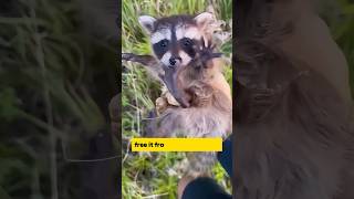 sometimes animals also want to help you out #animals #shortvideo #wildlife #animalrescue #raccoon