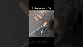 ભેંસુ જેવા માર્કેટમાં આવવા મથે છે 😅|lions vs human#animals #tigers#slowmotion#rescue#vital