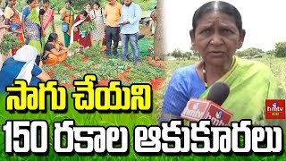 సాగు చేయని 150 రకాల ఆకుకూరలు | 150 varieties of uncultivated green Leafs | hmtv agri