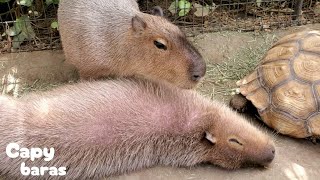 カメさん🐢が動きそうですよ！ゴロンを満喫中のカピバラさん★Capybaras and African Spurred Tortoise/神戸どうぶつ王国