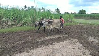 child young bullocks plowing in natural agricultural land