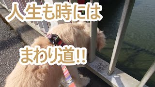 時には回り道もいいもんだ！ゴールデンレトリバーティト。goldenretriever