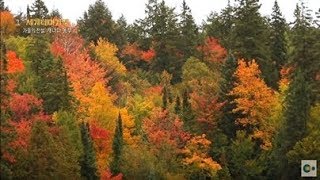 가을 단풍 명소! 캐나다 앨곤퀸 주립공원