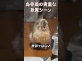 烏骨鶏の貴重な脱糞シーン ニワトリ かわいい 烏骨鶏 ペット 動物 もふもふ　 shorts