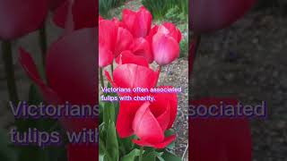 Meaning and Symbolism of Tulips Flower#shorts #flower #naturevideo #tulips