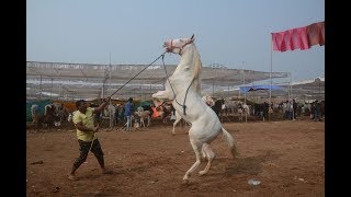 Chetak 2018: A festival of horse lovers and traders in Nandurbar