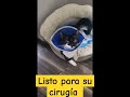 reels cat catlover feed animals gatoslindos viral felinos felinosgatitos catshorts cats