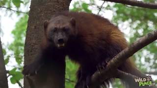 Bristol Zoological Society Bear Wood