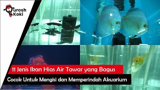 11 Jenis Ikan Hias Air Tawar Aquarium yang Mudah Dipelihara Cocok Buat Aquarium Kamu