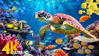 Ocean 4K - Sea Animals for Relaxation, Beautiful Coral Reef Fish in Aquarium(4K Video Ultra HD) #126