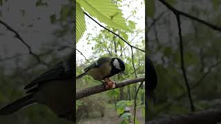 Показываю, что делает синица с грецким орехом / I show you what a chickadee does with a walnut