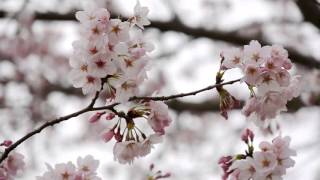 Cherry Blossom, Japan - 2016