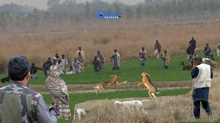 Wonderful Hunting | Bazz Aur Khargosh Ka Shikar | Hunting With Tazi Dog And Goshawk  @ExplorePotohar