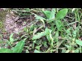 how to kill over 250 weeds with spectracide weed stop crabgrass killer