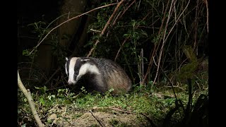 Wildlife Matters LIVE - Badger Vaccination Update and Q\u0026A