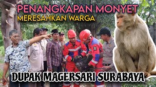 Drama Penangkapan Monyet Liar di Dupak Magersari! Kerja Sama Warga, Damkar, \u0026 Satpol PP Berhasil!