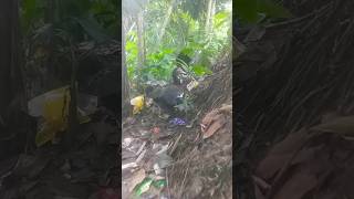 ||হঠাৎ জঙ্গলে🦆🦆 চীন হাস ডুকে পড়েছে ||#duck #animal #funnyvoice #trending #nuture #orginal #foryou