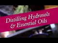 Distilling Hydrosols & Essential Oils