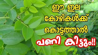 ചീമക്കൊന്ന ഇല കോഴികൾക്ക് കൊടുക്കാമോ | കോഴികൾക്കുള്ള തീറ്റ | കോഴി വളർത്തൽ | Aviyal Media Das Pakkat