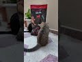 cat قططي catfunny اكسبلور قطوتي catvideos قطتي funnycatvideos catlover قطي