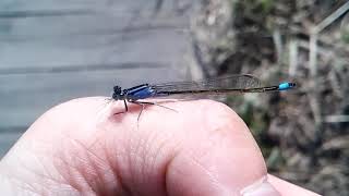 북방아시아실잠자리의 식사 (Blue-tailed damselfly)