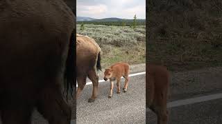 Bison 🦬 calves strolling Yellowstone.                                 #bison #yellowstone #kawaii