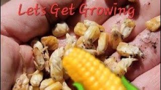 17. Corn Sprouts @travels with lucky #growing corn #gardening #organicgardeningtip