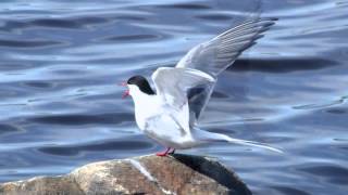Arctic Tern ~ Bird Call ~ Bird Song