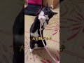 飼い猫かず君どら焼きをしとめる shorts 猫