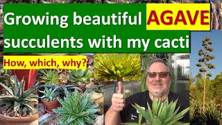 GROWING beautiful AGAVE succulents with my cacti: how, which, why? #agave #agaveplant #succulentcare