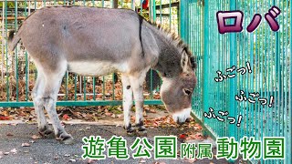 何かをうったえるロバのモモちゃん【遊亀公園附属動物園】