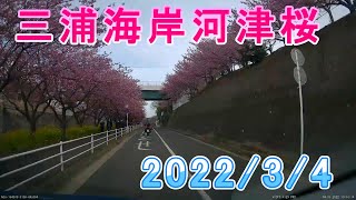 【開花情報】三浦海岸・河津桜【３月４日】