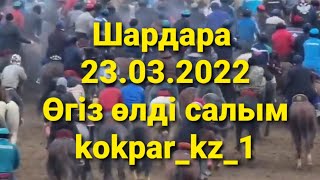 🇰🇿 23.03.2022ж Шардарада өткен көкпардың өгіз өлді салымы. 👍🔥