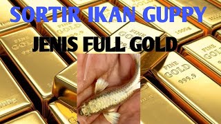 Aktifitas sepulang kantor - sortir jantan betina ikan guppy Full Gold.