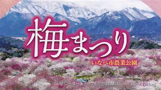 いなべ市梅林公園2018_03_23