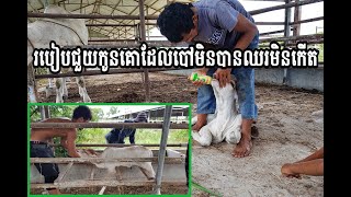 របៀបជួយកូនគោដែលឈរមិនបាន និងបៅមិនកើត/Help calves that can not stand and suckle.