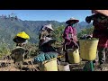 馬烈霸茶園 馬烈霸茶區採茶記錄 樂菁茶業