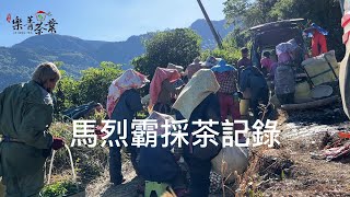 馬烈霸茶園,馬烈霸茶區採茶記錄,樂菁茶業