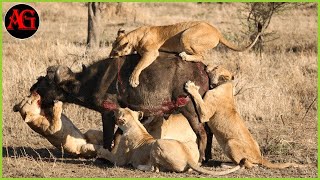 30 Merciless Lion Hunting Their Prey You Will Ever See | Animal Fight ANIMAL 2024