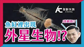 第一次養蝦就上手！養出宇宙大蝦的秘密武器！！｜AC草影水族