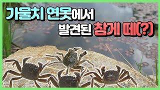 참게야 오랜만이구나! 연못에서 다시 만났습니다