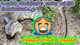 உலகின் மிகப்பெரிய பாம்பு சுட்டுக் கொல்லப்பட்டது #amazon #snake #forest #viralnews #newslive