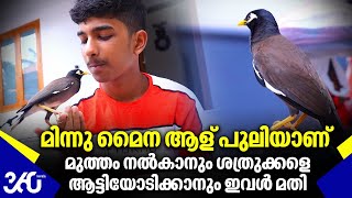 മിന്നു മൈന ആള് പുലിയാണ്...മുത്തം നല്‍കാനും ശത്രുക്കളെ ആട്ടിയോടിക്കാനും ഇവള്‍ മതി | Myna | Bird