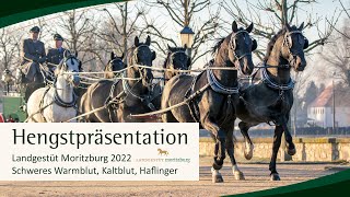 Hengstpräsentation Landgestüt Moritzburg 2022: Schweres Warmblut, Kaltblut und Haflinger