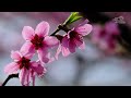 ハウスの桃の花 2024 甲州市 house peach blossom