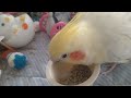 オカメインコのチョコボのモーニングルーティン　2022.11.22