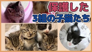 【子猫 保護】初めての保護から立て続けに保護した3組の子猫たちです。5匹組（2〜3日目） \u0026 3匹組 (8日目) \u0026 4匹組(最終日)保護猫日記